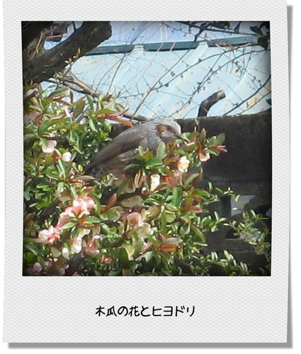 木瓜の花とヒヨドリ写真２.jpg