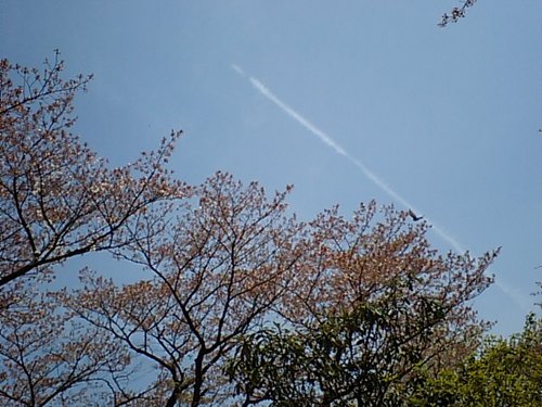 桜と飛行機雲041810.JPG