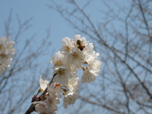 梅の花の蜜１.JPG