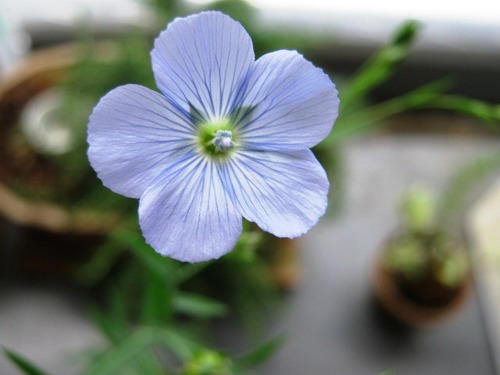 IMG_4341青い花.JPG